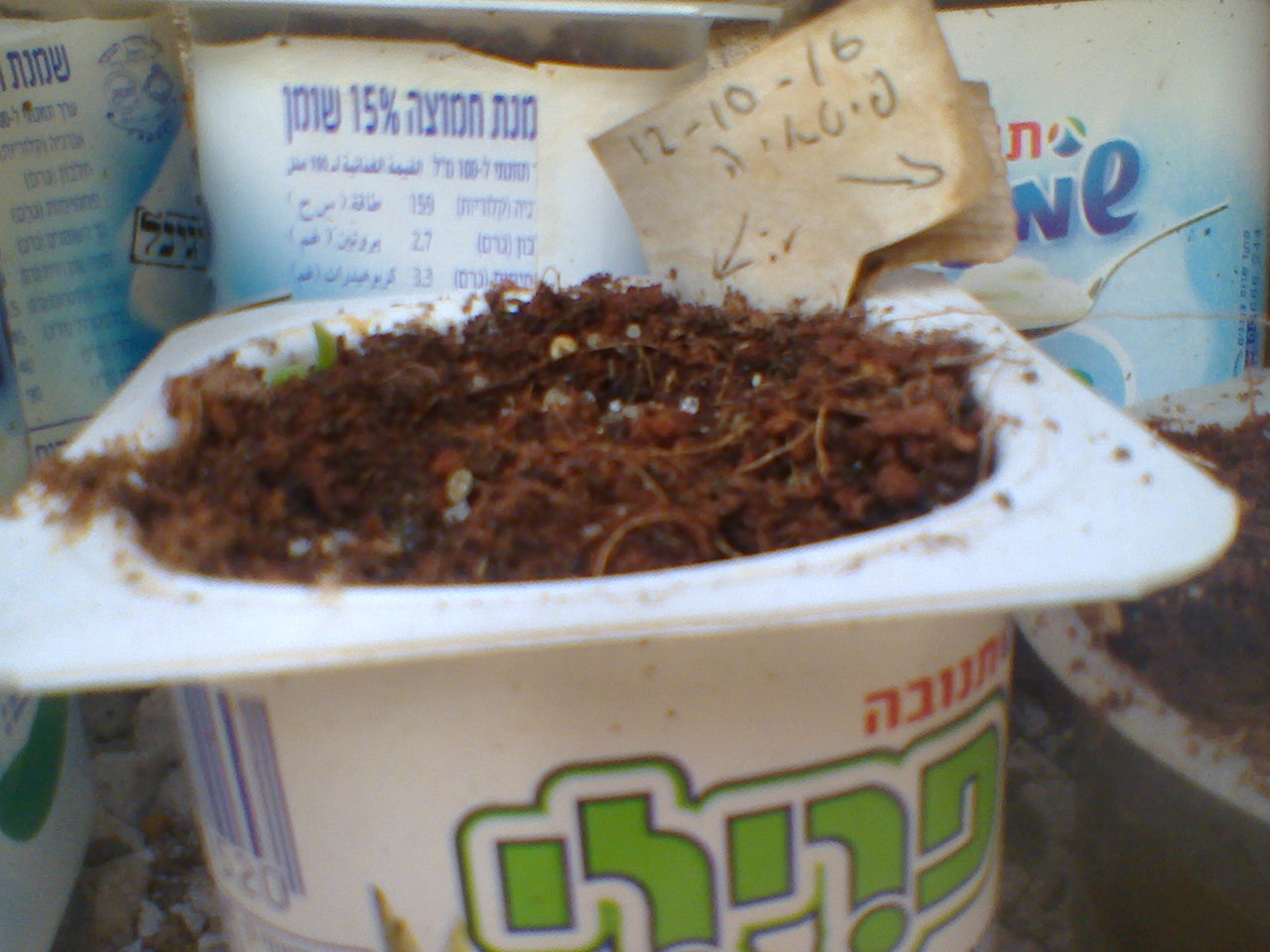 נבט פיטאיה